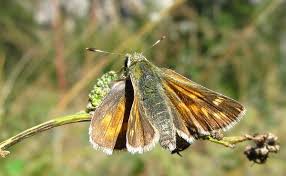 Attēlu rezultāti vaicājumam “Hesperia comma underside”