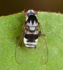 Attēlu rezultāti vaicājumam “Platypezidae”