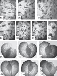 Attēlu rezultāti vaicājumam “Ulmus minor f. suberosa”