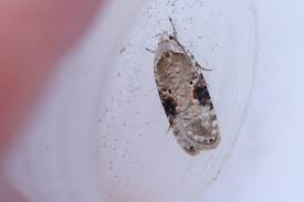 Attēlu rezultāti vaicājumam “Agonopterix alstromeriana”