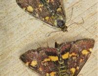 Attēlu rezultāti vaicājumam “Pyrausta aurata”