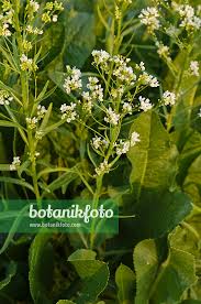 Attēlu rezultāti vaicājumam “Armoracia rusticana flower”