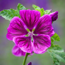 Image result for Malva sylvestris var. mauritiana