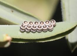 Attēlu rezultāti vaicājumam “Cribraria costata”