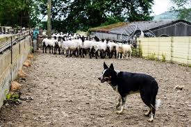 Image result for Teamsheep