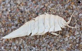 Attēlu rezultāti vaicājumam “Saduria entomon”