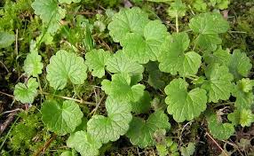Attēlu rezultāti vaicājumam “Glechoma hederacea leaf”