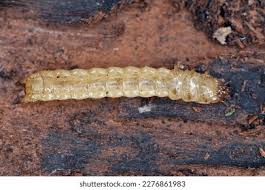 Attēlu rezultāti vaicājumam “Schizotus pectinicornis larva”