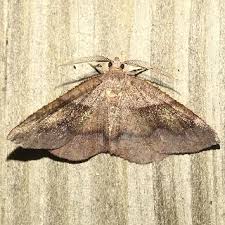 Attēlu rezultāti vaicājumam “Plagodis pulveraria”