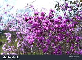 Attēlu rezultāti vaicājumam “Rhododendron sichotense flower”