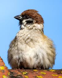 Attēlu rezultāti vaicājumam “Passer montanus adult”
