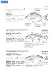 Image result for Argyrosomus coronus