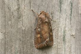 Attēlu rezultāti vaicājumam “Lacanobia oleracea”