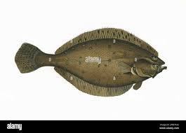 Image result for Hippoglossoides platessoides