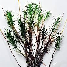 Attēlu rezultāti vaicājumam “Polytrichastrum pallidisetum”