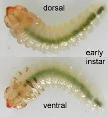 Attēlu rezultāti vaicājumam “Licea pygmaea”