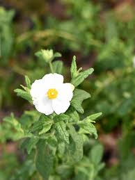 Attēlu rezultāti vaicājumam “Cistaceae”