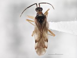 Attēlu rezultāti vaicājumam “Dicyphus sp.”