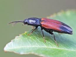 Attēlu rezultāti vaicājumam “Ampedus balteatus”