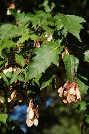 Attēlu rezultāti vaicājumam “Acer tataricum subsp. ginnala bud”