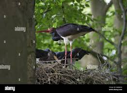 Attēlu rezultāti vaicājumam “Ciconia nigra nest”