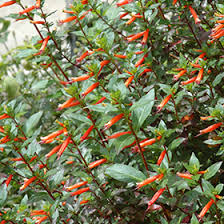 Image result for Cuphea ignea