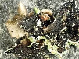 Attēlu rezultāti vaicājumam “Punctelia subrudecta”