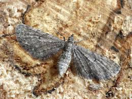 Attēlu rezultāti vaicājumam “Eupithecia satyrata”