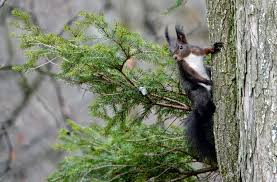 Attēlu rezultāti vaicājumam “Sciurus vulgaris”
