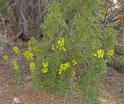 Attēlu rezultāti vaicājumam “Erysimum hieracifolium”