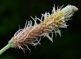 Attēlu rezultāti vaicājumam “Plantago lanceolata bud”