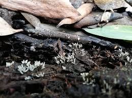 Attēlu rezultāti vaicājumam “Arcyria cinerea macro”