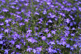 Attēlu rezultāti vaicājumam “Lobeliaceae”