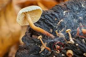 Attēlu rezultāti vaicājumam “Collybia tuberosa”