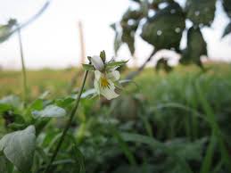 Attēlu rezultāti vaicājumam “Viola arvensis leaf”