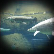 Image result for Atractosteus spatula