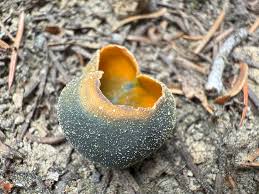 Attēlu rezultāti vaicājumam “Caloscypha fulgens”