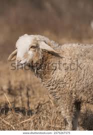 Attēlu rezultāti vaicājumam “Ovis aries”