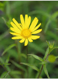 Image result for Buphthalmum salicifolium