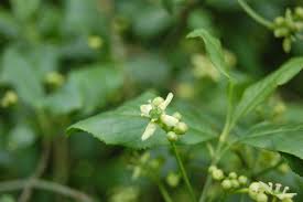 Attēlu rezultāti vaicājumam “Euonymus europaeus leaf”