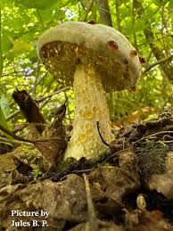 Attēlu rezultāti vaicājumam “Hypomyces chrysospermus”