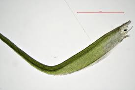 Attēlu rezultāti vaicājumam “Distichium capillaceum”