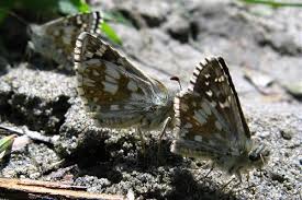 Attēlu rezultāti vaicājumam “Pyrgus serratulae upperside”