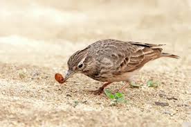 Image result for Galerida cristata