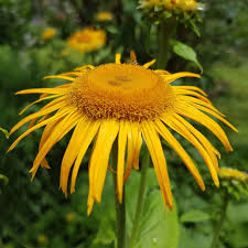 Image result for Inula helenium