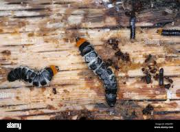 Attēlu rezultāti vaicājumam “Lygistopterus sanguineus larva”