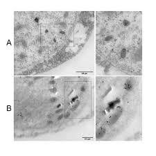 Attēlu rezultāti vaicājumam “Oligonema favogineum plasmodium”