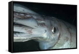 Image result for Dosidicus gigas