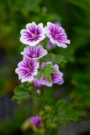 Image result for Malva sylvestris 'Zebrina'