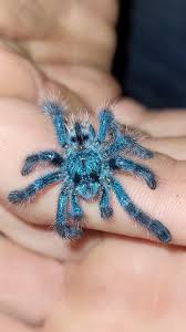 Attēlu rezultāti vaicājumam “Junghuhnia pseudozilingiana”